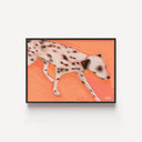 Running Dalmation