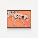 Running Dalmation