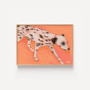 Running Dalmation