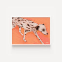 Running Dalmation