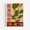 House Plants